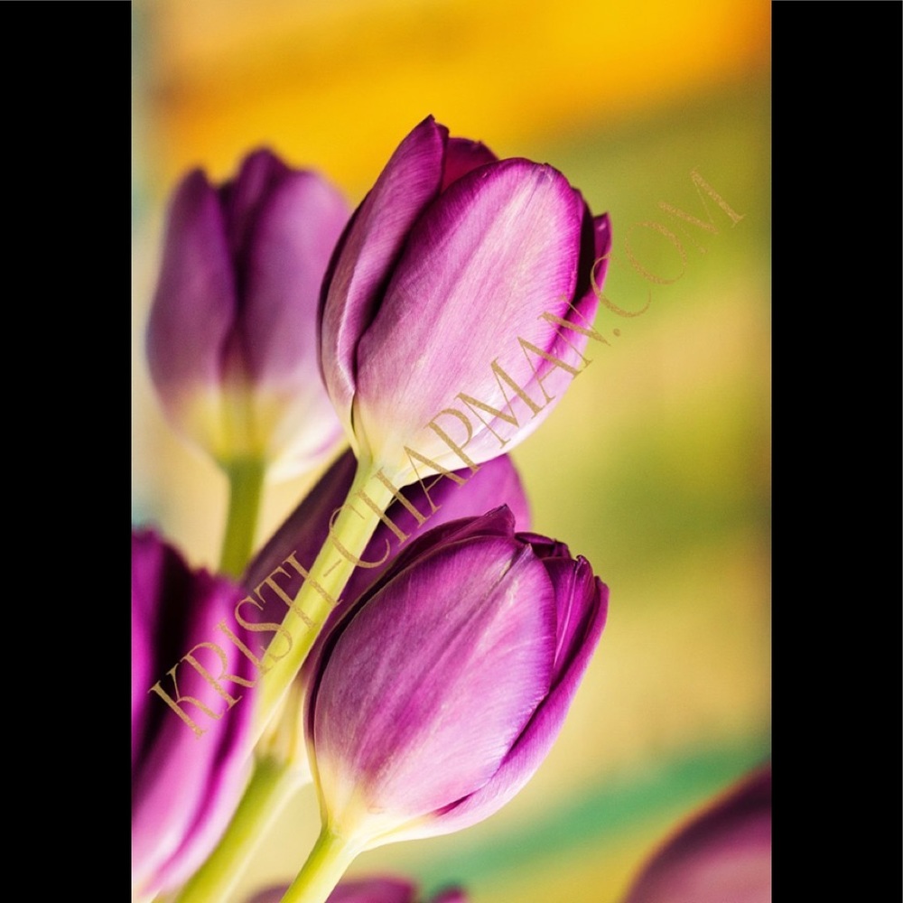 CANVAS GALLERY WRAP